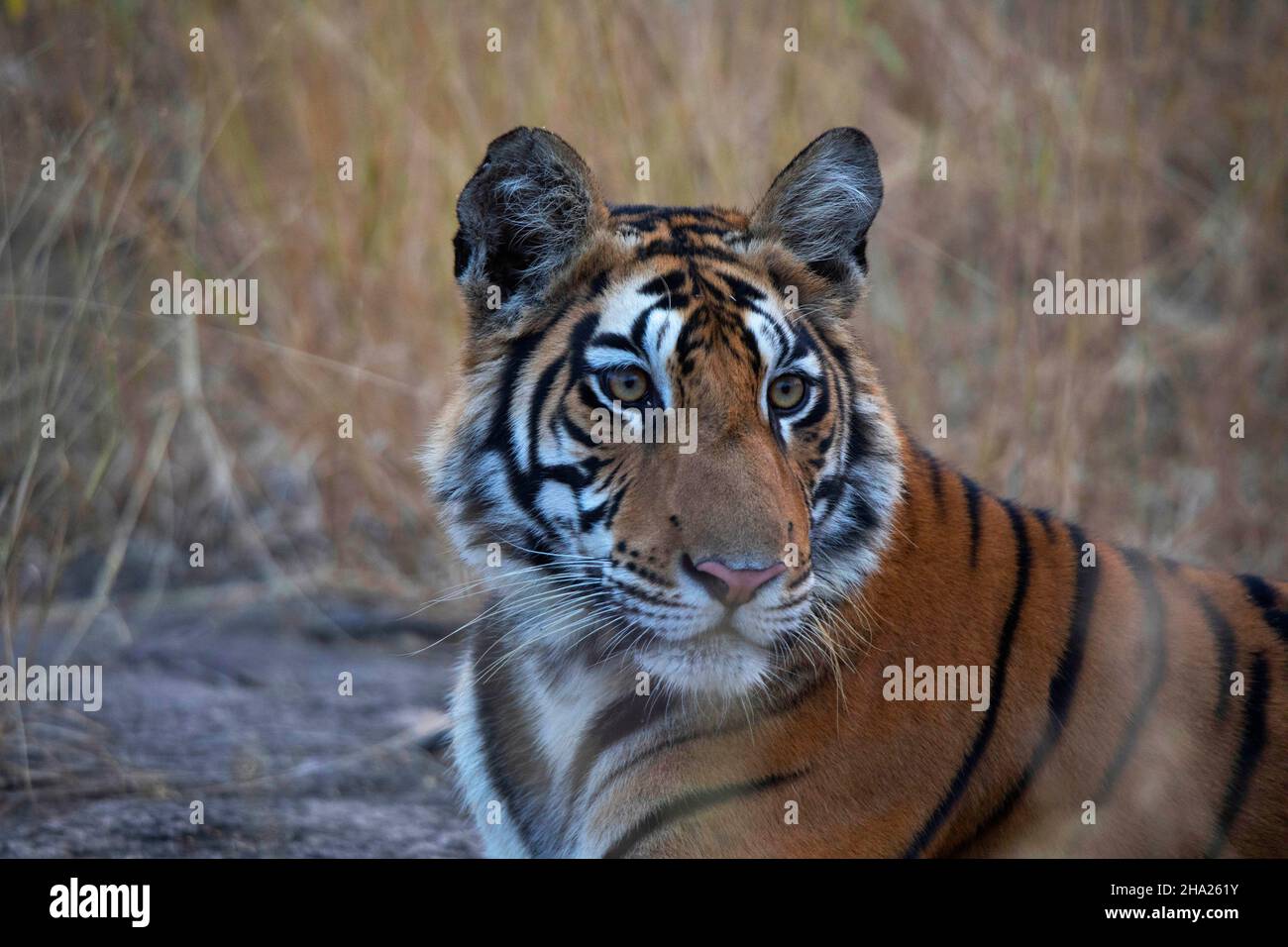 Royal Bengala Tiger primo piano di faccia, Panthera tigris, Panna Tiger Reserve, Madhya Pradesh, India Foto Stock