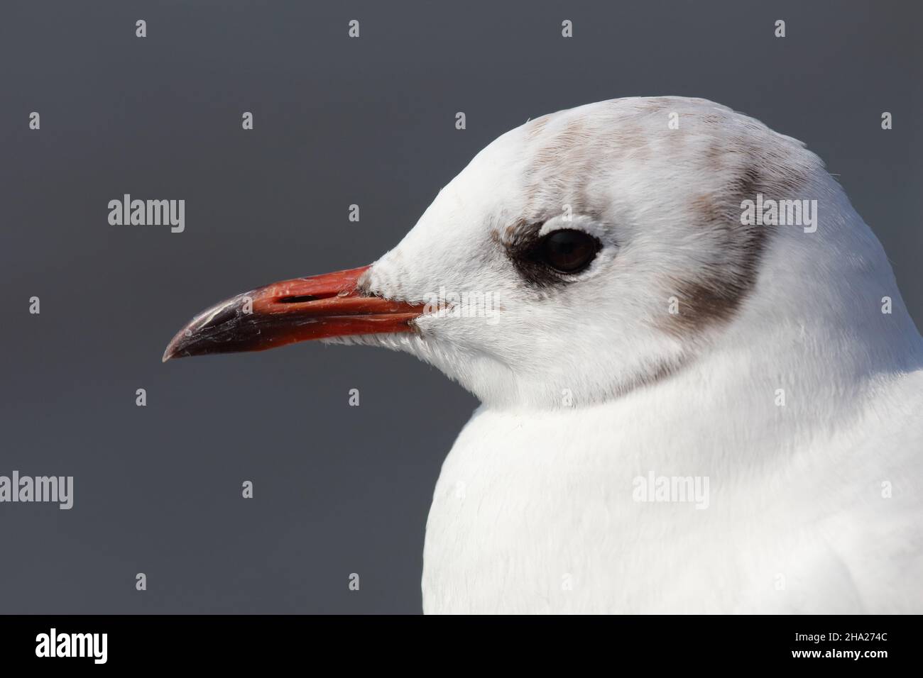 Lachmöwe / Gabbiano a testa nera / Chromicocephalus ridibundus o Larus ridibundus Foto Stock