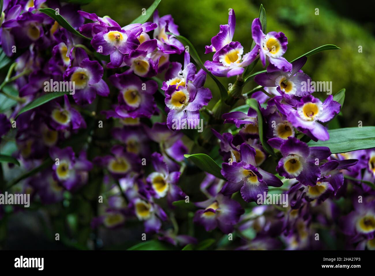 Giardino Botanico di Singapore con orchidee e fiori esotici. Diversi tipi di orchidee che vivono nel paese tropicale. Foto Stock