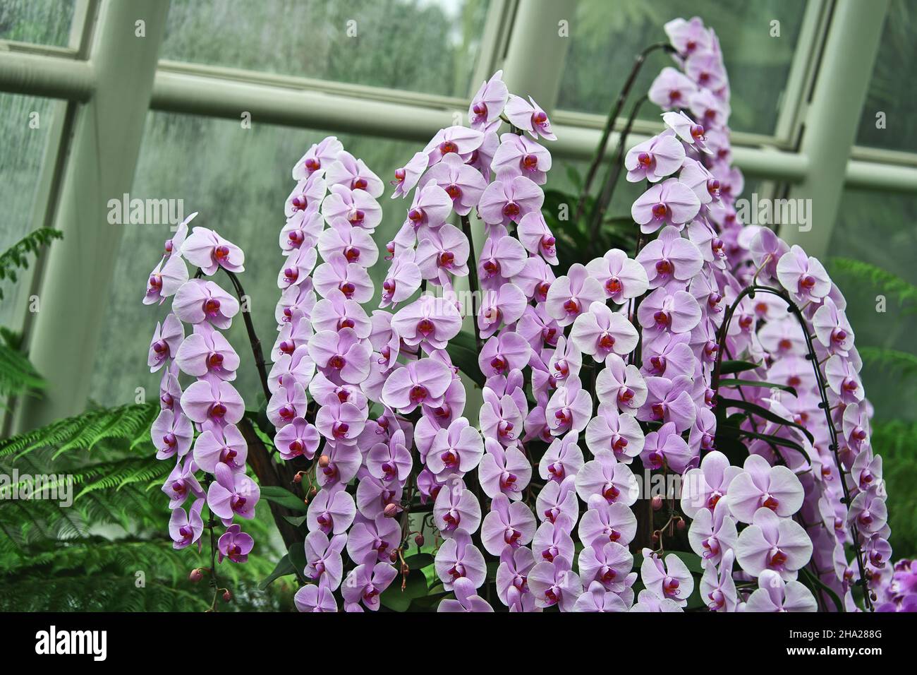 Giardino Botanico di Singapore con orchidee e fiori esotici. Diversi tipi di orchidee che vivono nel paese tropicale. Foto Stock