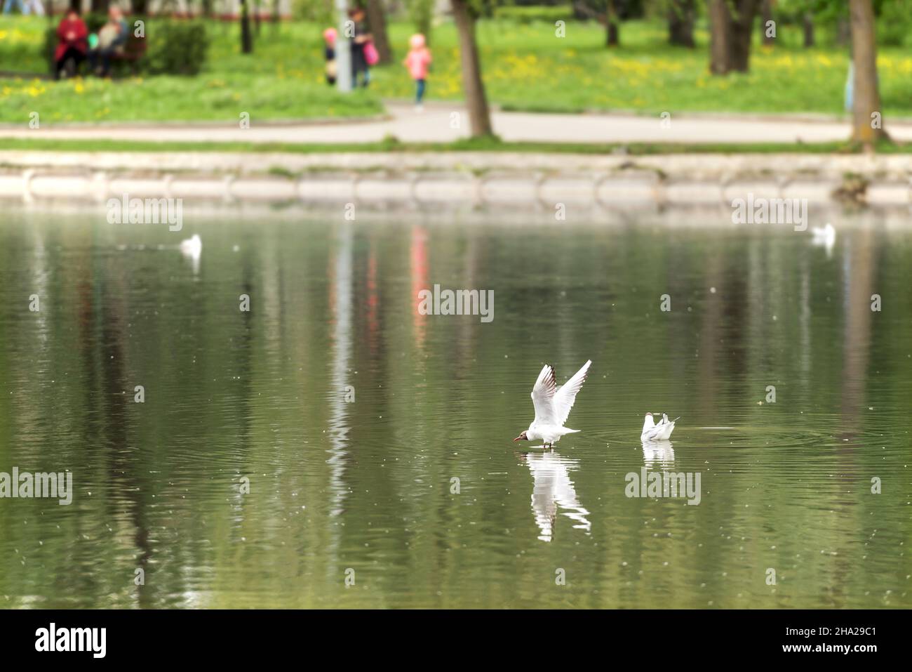 Frammento di un lago nel centro della città di Rivne, Ucraina. Gabbiani a testa nera sull'acqua sono gabbiani graziosi con una testa arrotondata e sottile bea Foto Stock