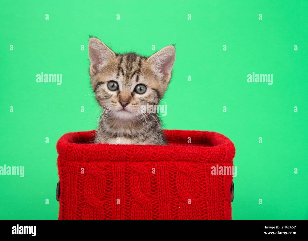 Ritratto di un adorabile tabby bengala mix gitten che sbuccia da un cestino di maglia rossa su sfondo verde. Kitty guardando direttamente lo spettatore con curioso Foto Stock