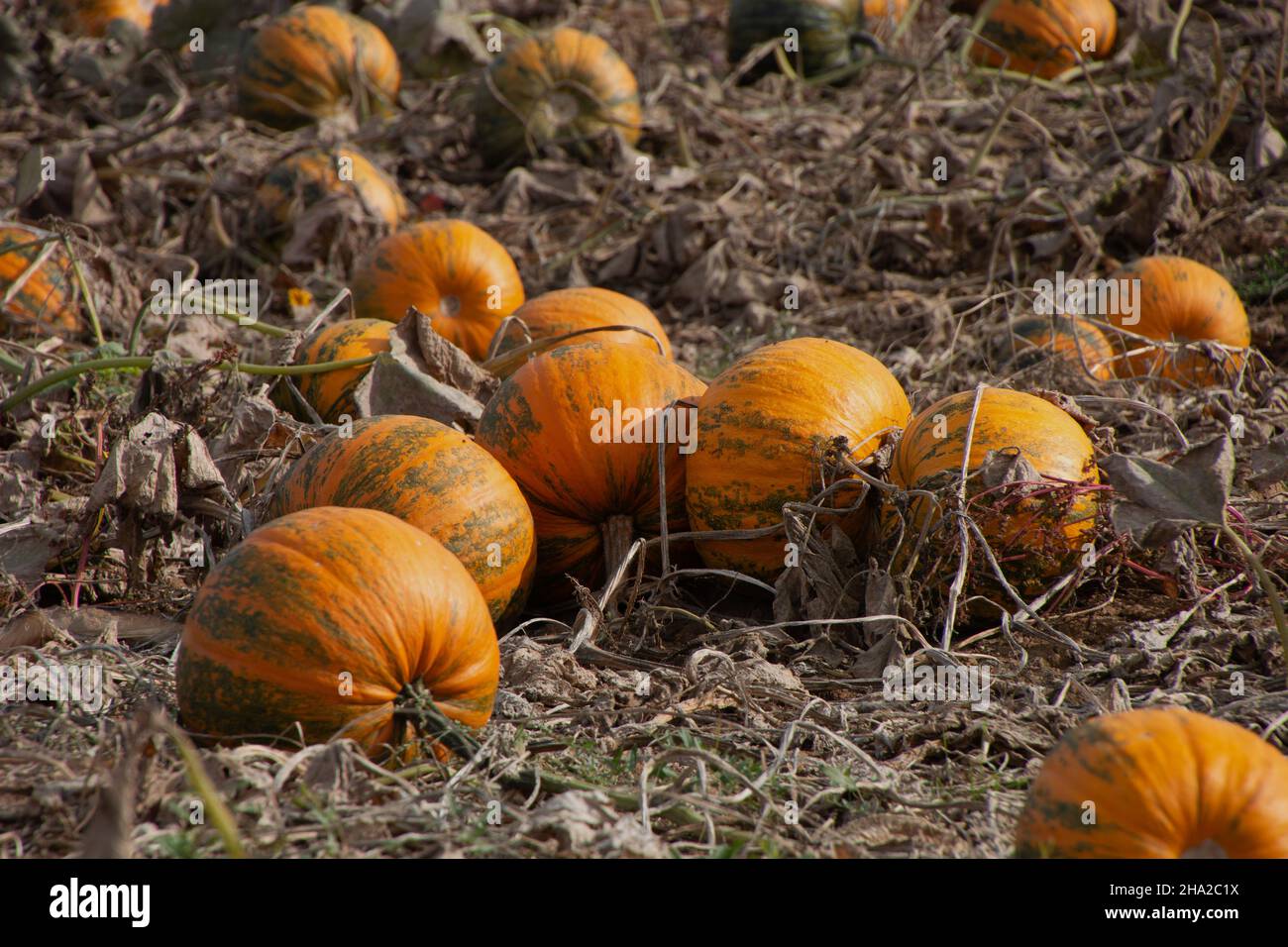 grandi zucche di colore arancione sono in attesa del raccolto Foto Stock