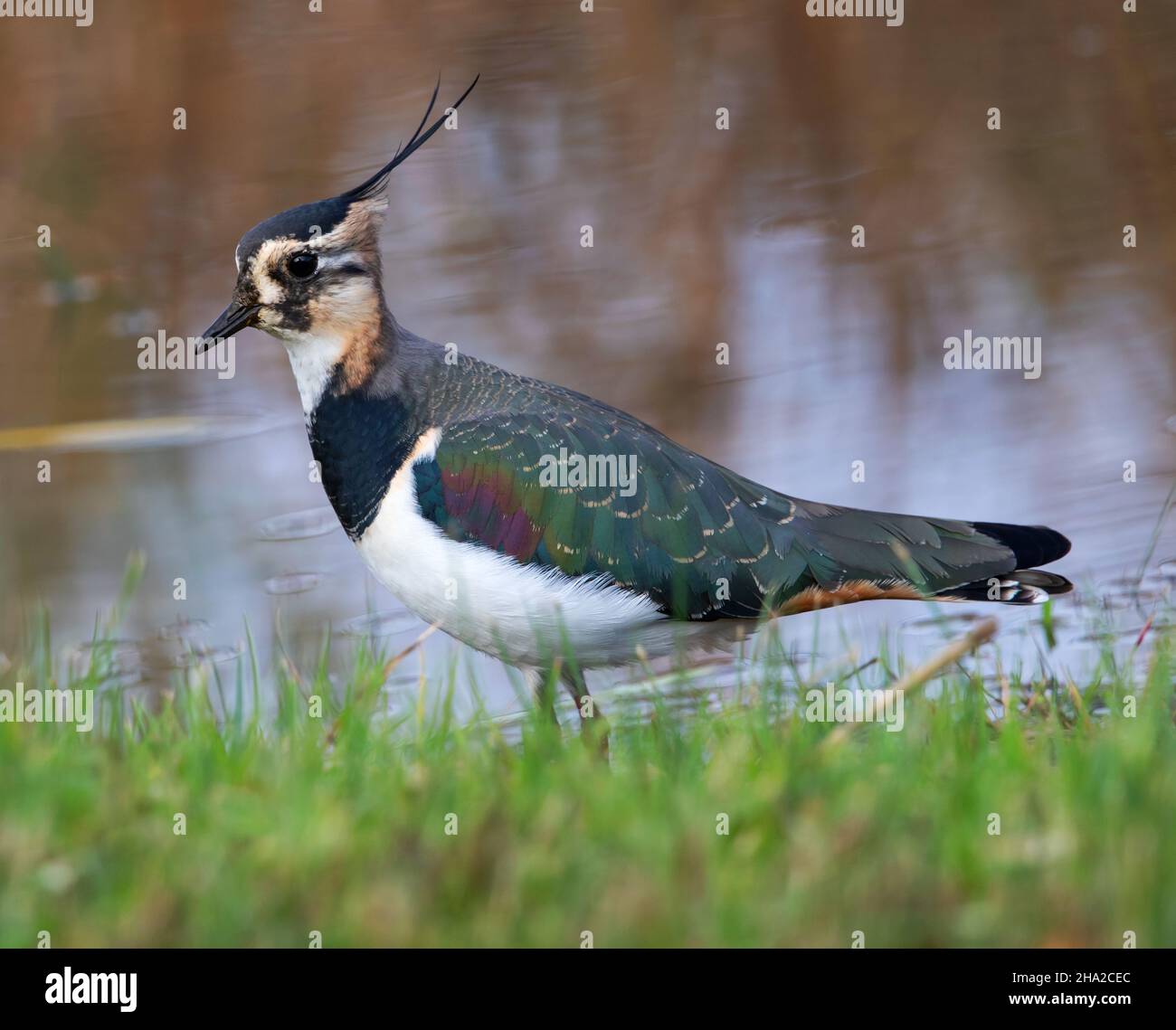 Bella Lapwing al bordo delle acque in Gloucestershire Regno Unito Foto Stock