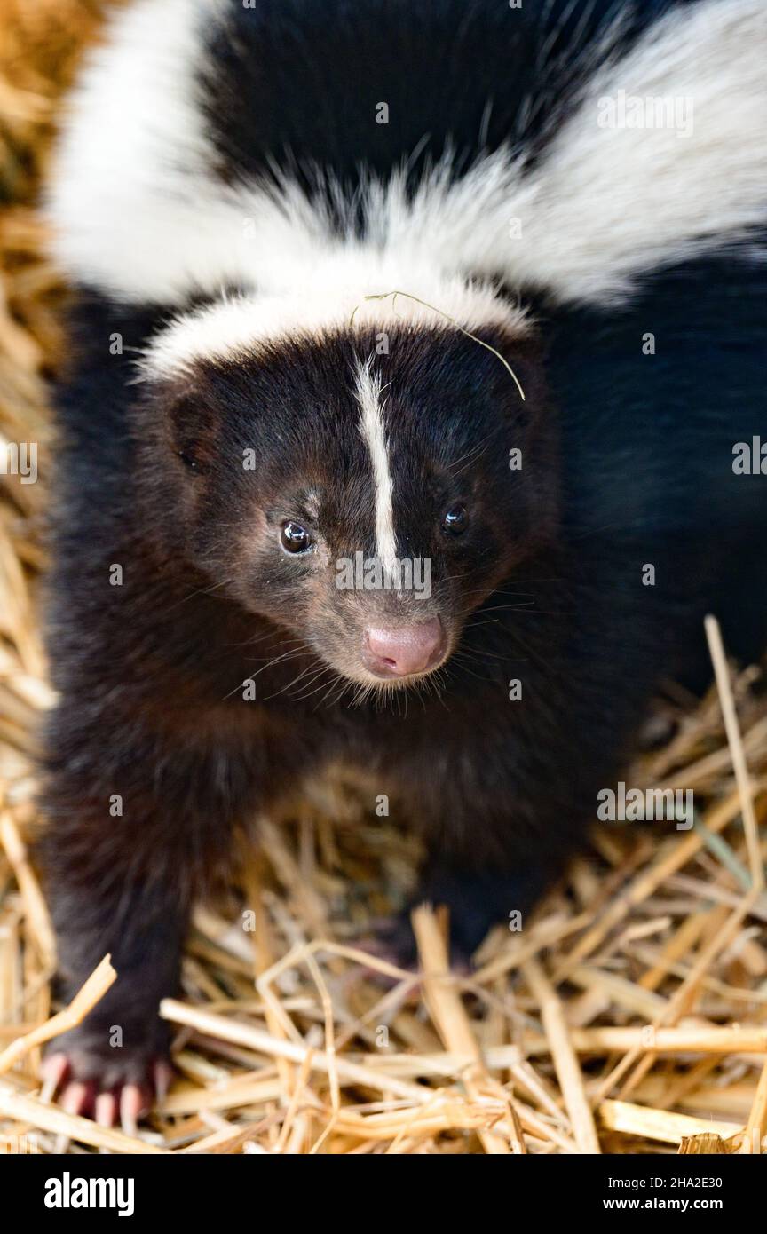 Uno skunk è un residente di uno zoo, un animale che emette un odore sgradevole quando percepisce il pericolo, un animale bianco e nero. Foto Stock