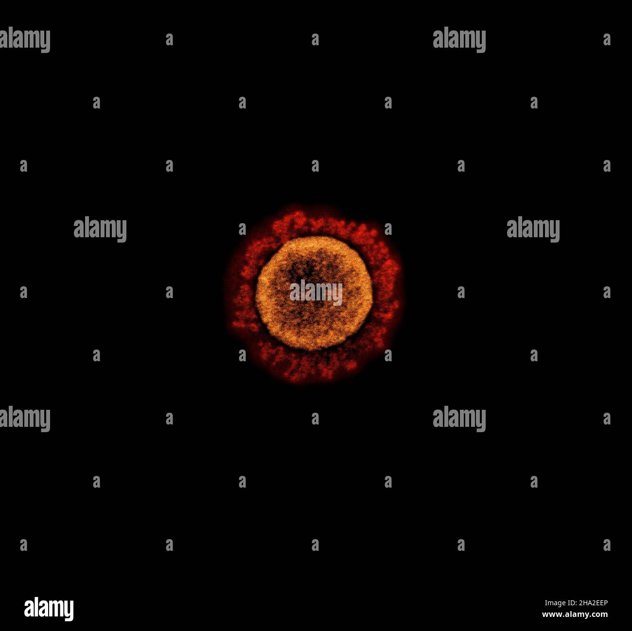 Micrografia elettronica a trasmissione di una particella di virus SARS-COV-2 (variante UK B.1.1.7), isolata da un campione di paziente e coltivata in coltura cellulare. T Foto Stock