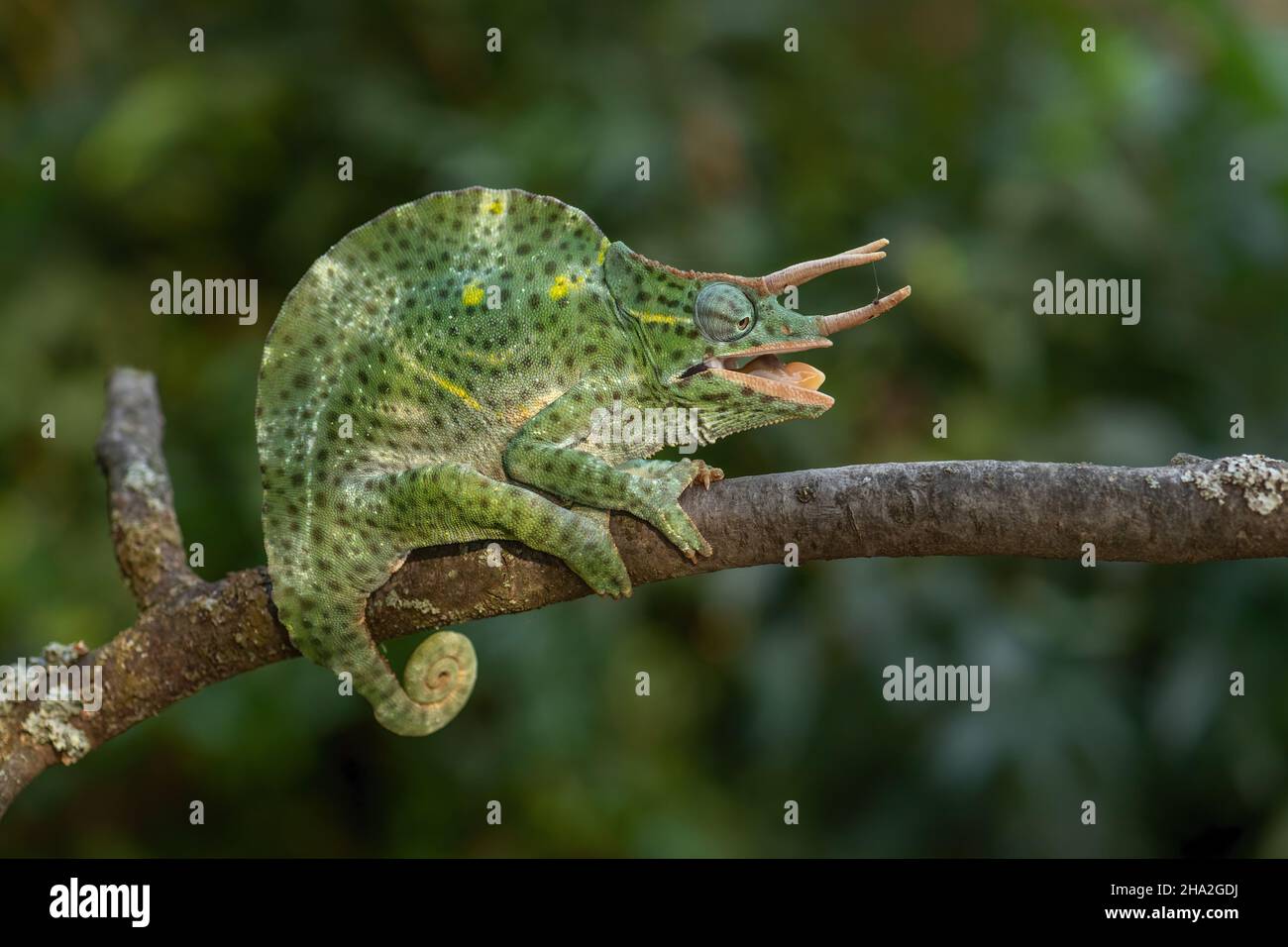Usambara Chameleon a tre corna - Trioceros deremensis, bella lucertola speciale da cespugli africani e foreste, Tanzania. Foto Stock