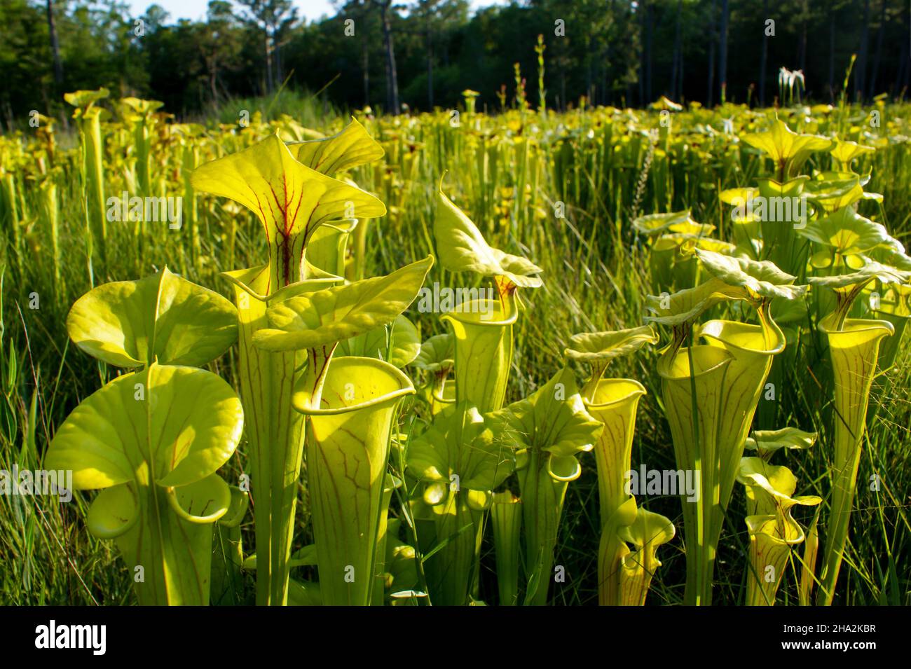 Sarracenia flava ssp. Flava, la pianta gialla della caraffa, Carolina del Nord, USA Foto Stock