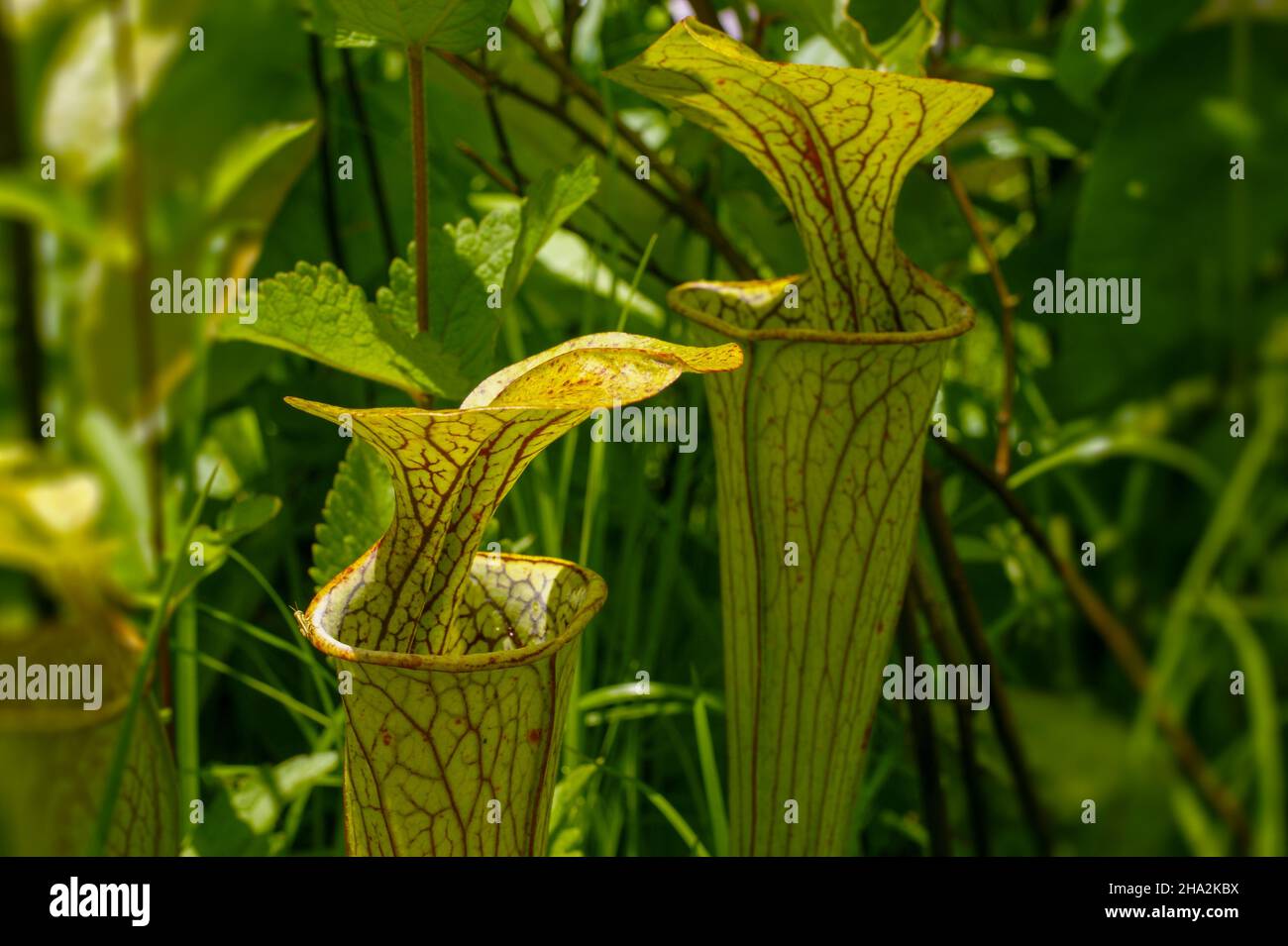 Pianta di caraffa verde (Sarracenia oreophila), habitat naturale, Alabama, USA Foto Stock