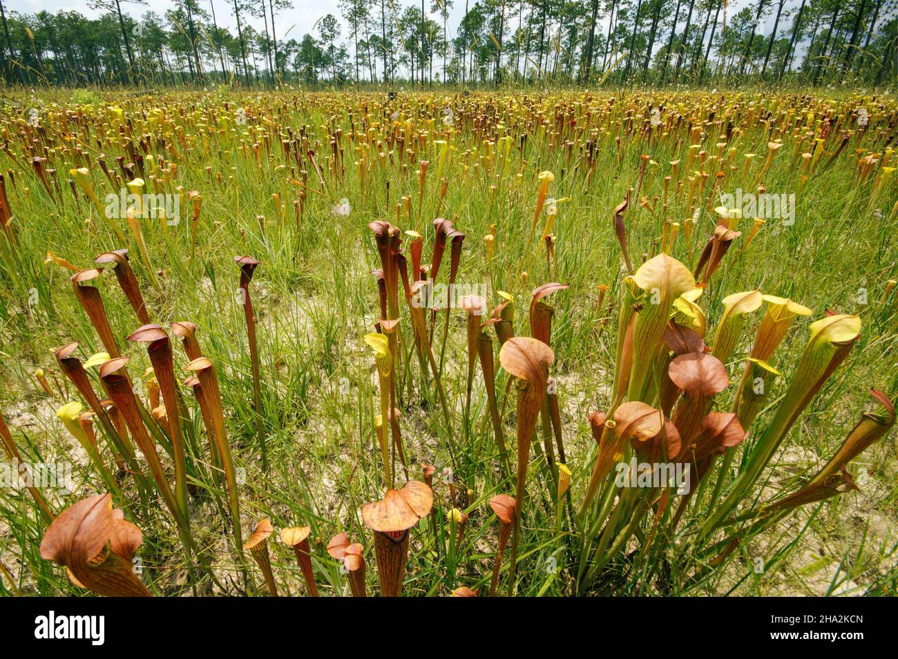 Grande campo della pianta carnivora pallida caraffa (Sarracenia alata), USA Foto Stock