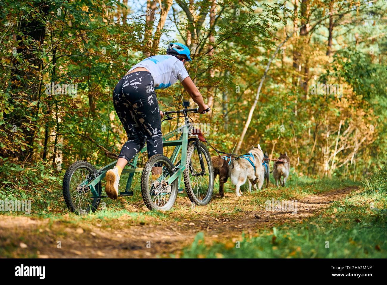 Cani da cart sportivi, cani Siberian Husky attivi che corrono e tirano cani da cart con musher lungo il sentiero, corse di cani da slitta nella foresta autunnale, mush dryland Foto Stock