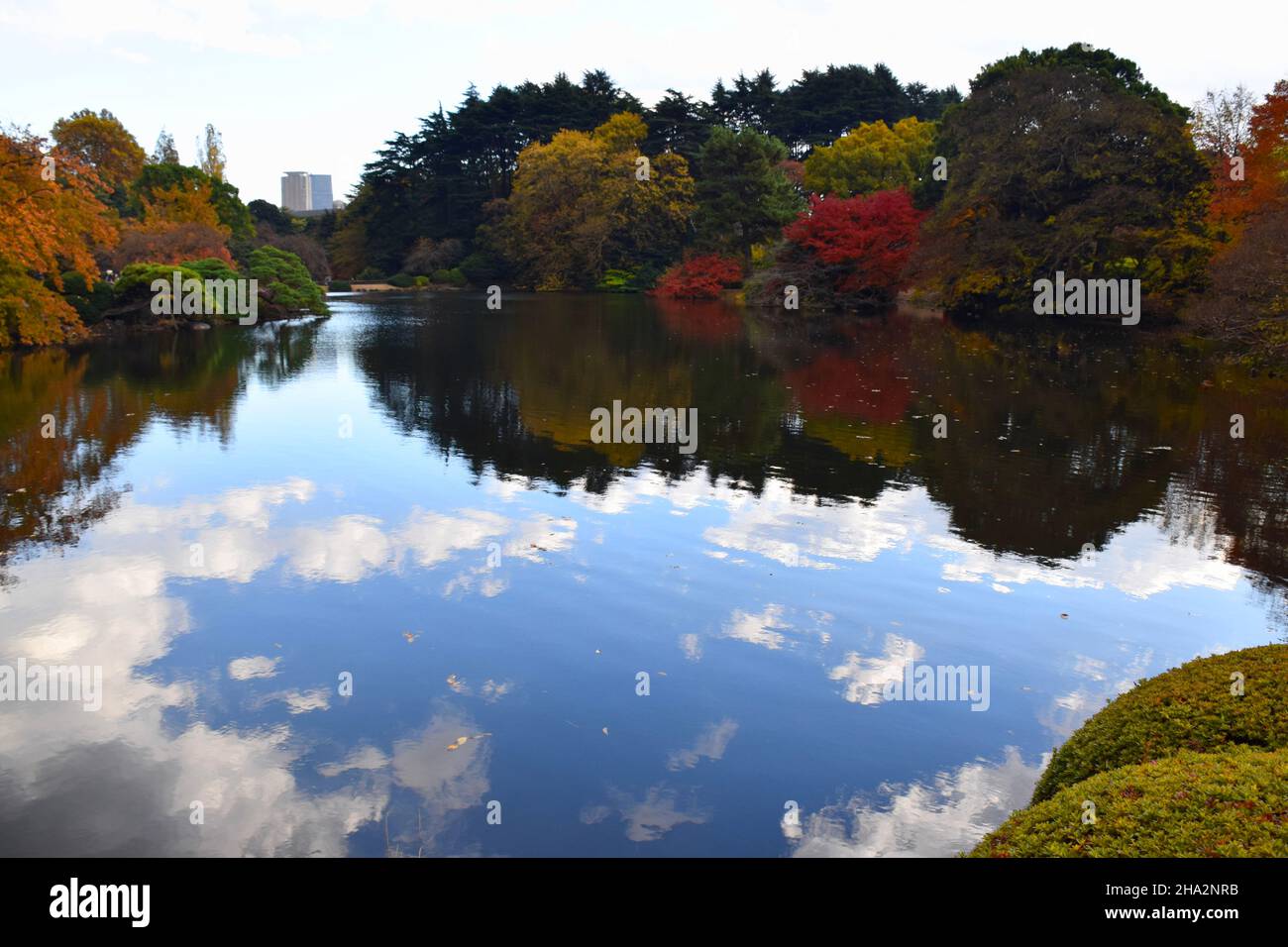 Foglie di autunno cambiando colore Foto Stock