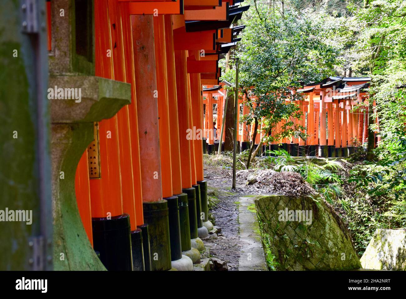 Orange Tori Gates a Fushimi Inari a Kyoto in Giappone Foto Stock