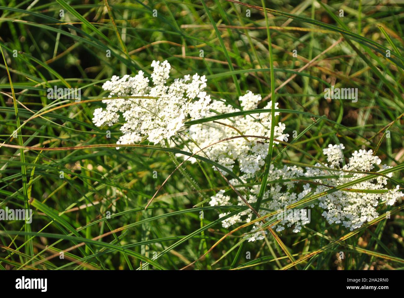 Daucus carota (carota selvaggia, nido d'uccello, pizzo del vescovo, pizzo della regina Anna) fiori fiore, erba verde morbido blurry sfondo Foto Stock