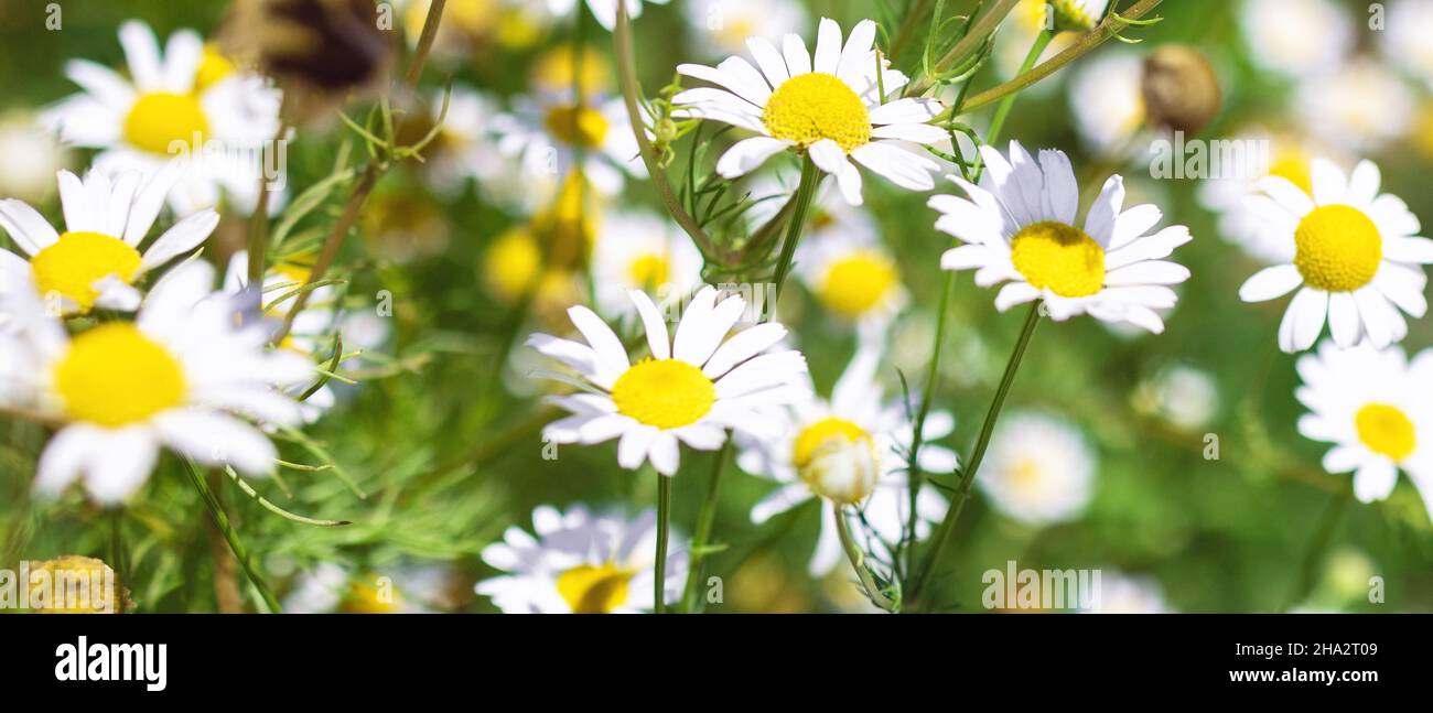 Banner con campo medico romano Camomilla fiori Foto Stock