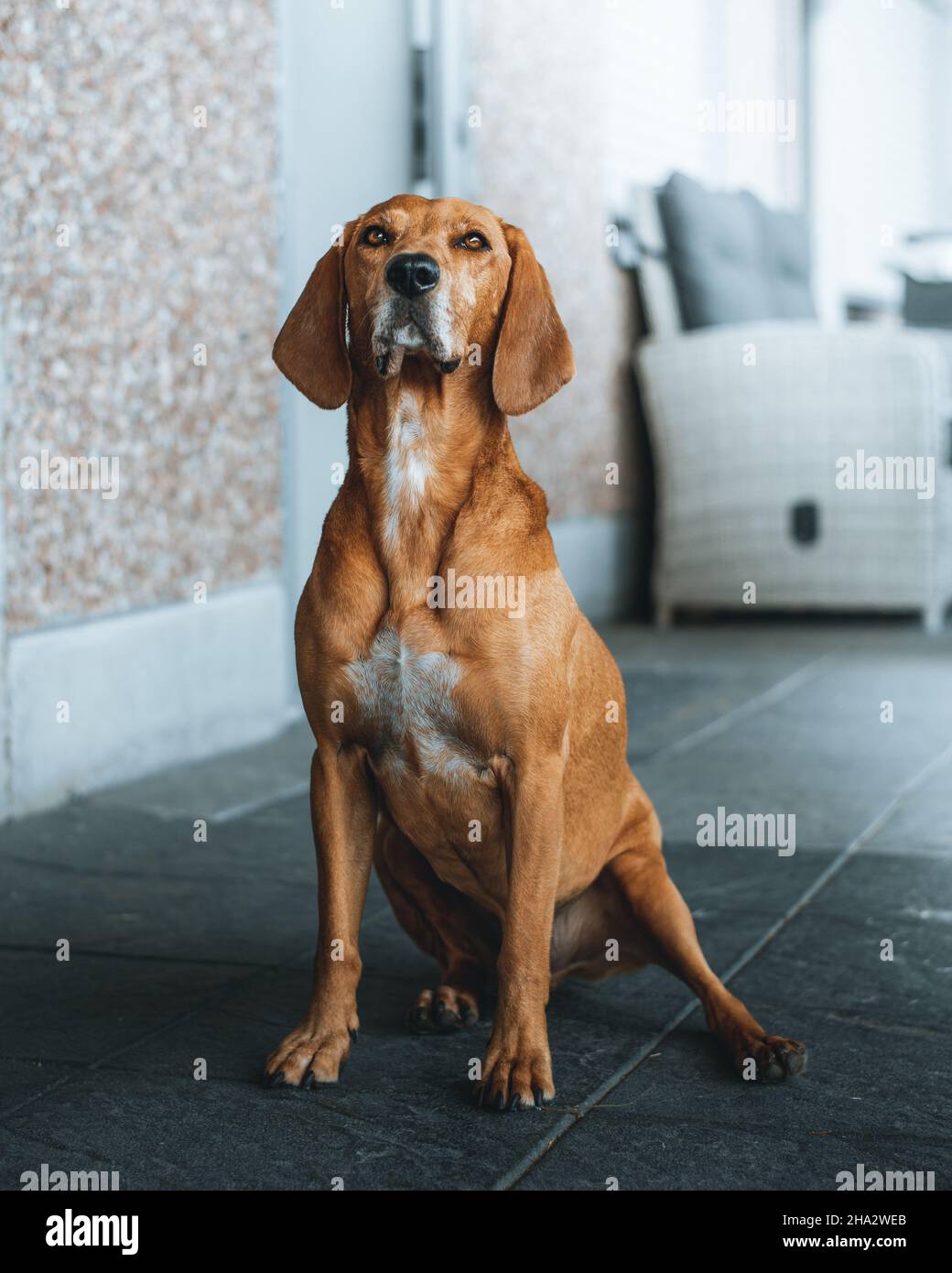 Maci, un mix con Vizsla cane da caccia Foto Stock