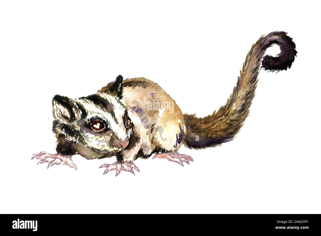 Vista laterale dello zucchero (Petaurus breviceps), illustrazione dell'acquerello dipinta a mano Foto Stock