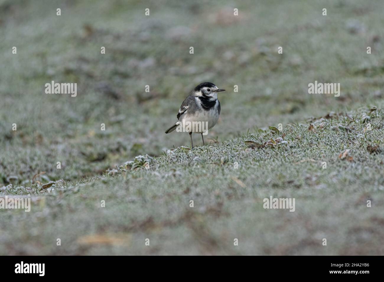 Adulto pied Wagtail, Motacilla Alba Yarrellii su praterie ghiacciate durante l'inverno britannico. Foto Stock