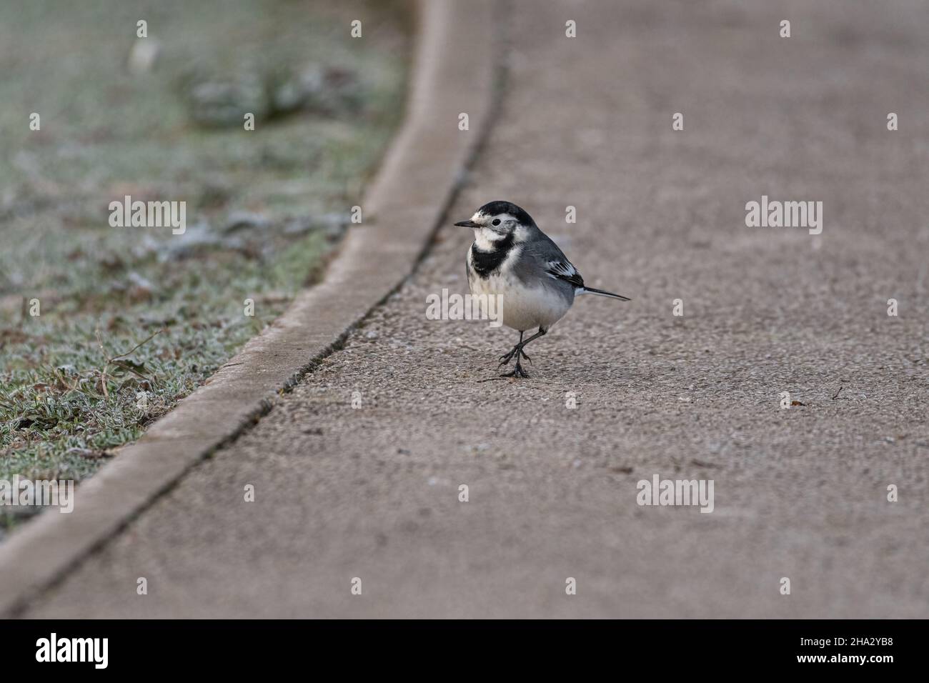 Adulto pied Wagtail, Motacilla Alba Yarrellii su praterie ghiacciate durante l'inverno britannico. Foto Stock