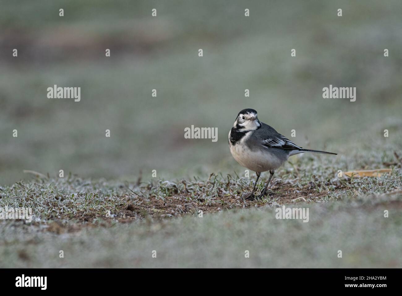 Adulto pied Wagtail, Motacilla Alba Yarrellii su praterie ghiacciate durante l'inverno britannico. Foto Stock