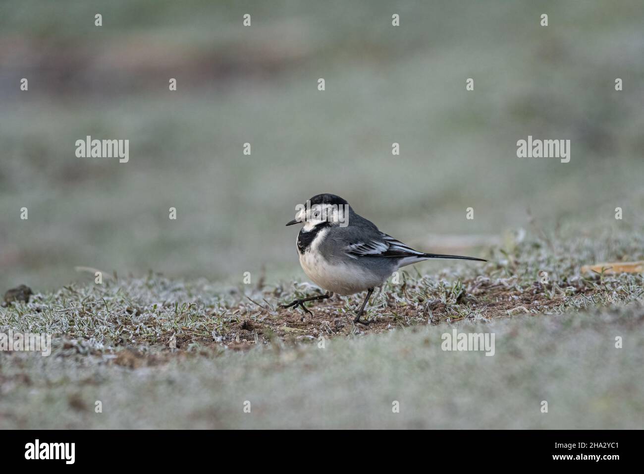 Adulto pied Wagtail, Motacilla Alba Yarrellii su praterie ghiacciate durante l'inverno britannico. Foto Stock