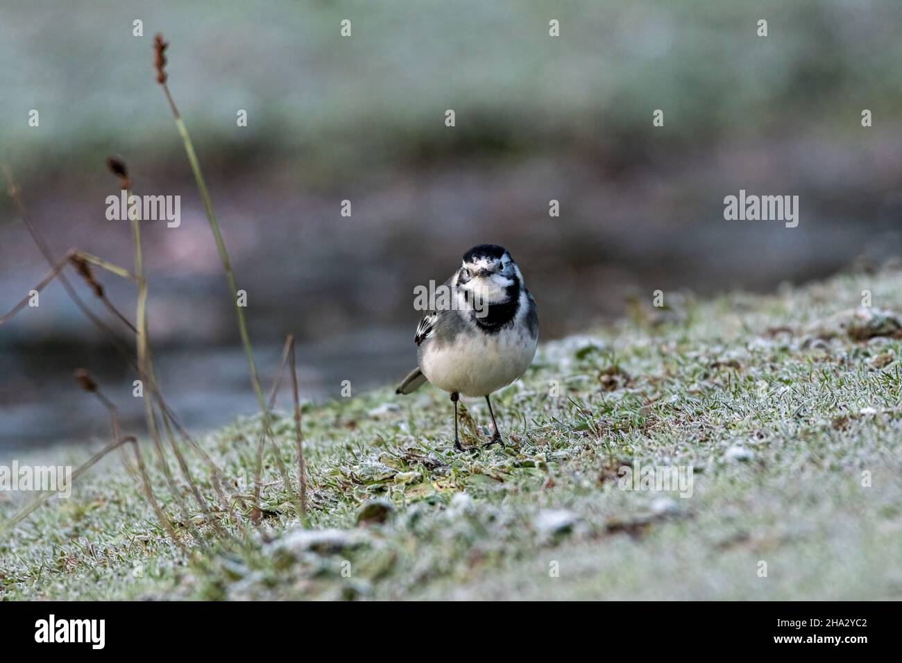 Adulto pied Wagtail, Motacilla Alba Yarrellii su praterie ghiacciate durante l'inverno britannico. Foto Stock
