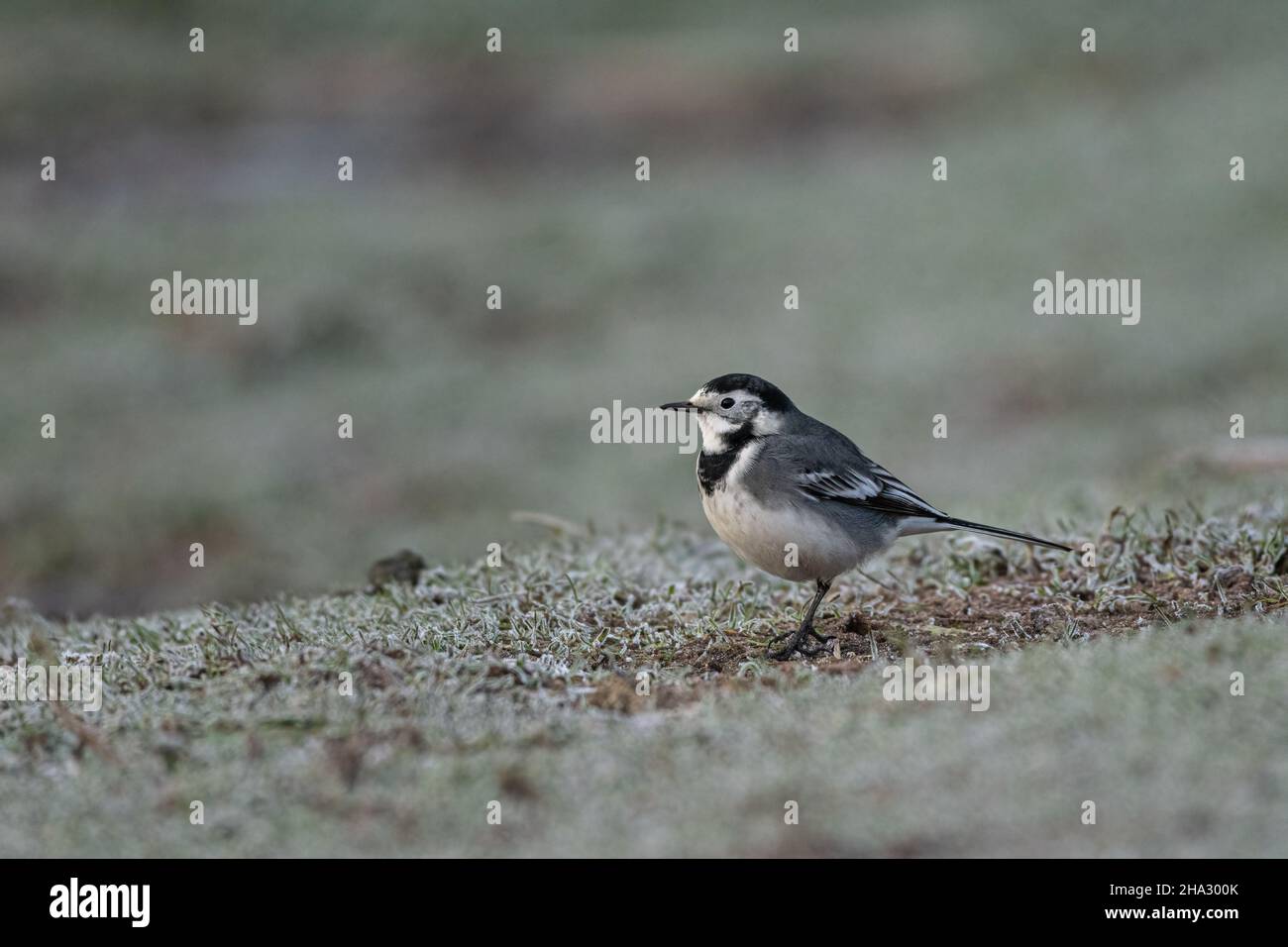 Adulto pied Wagtail, Motacilla Alba Yarrellii su praterie ghiacciate durante l'inverno britannico. Foto Stock