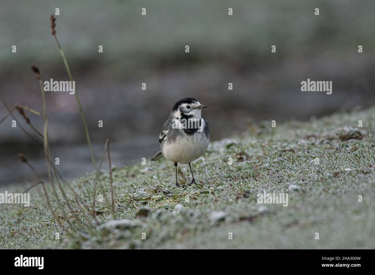 Adulto pied Wagtail, Motacilla Alba Yarrellii su praterie ghiacciate durante l'inverno britannico. Foto Stock
