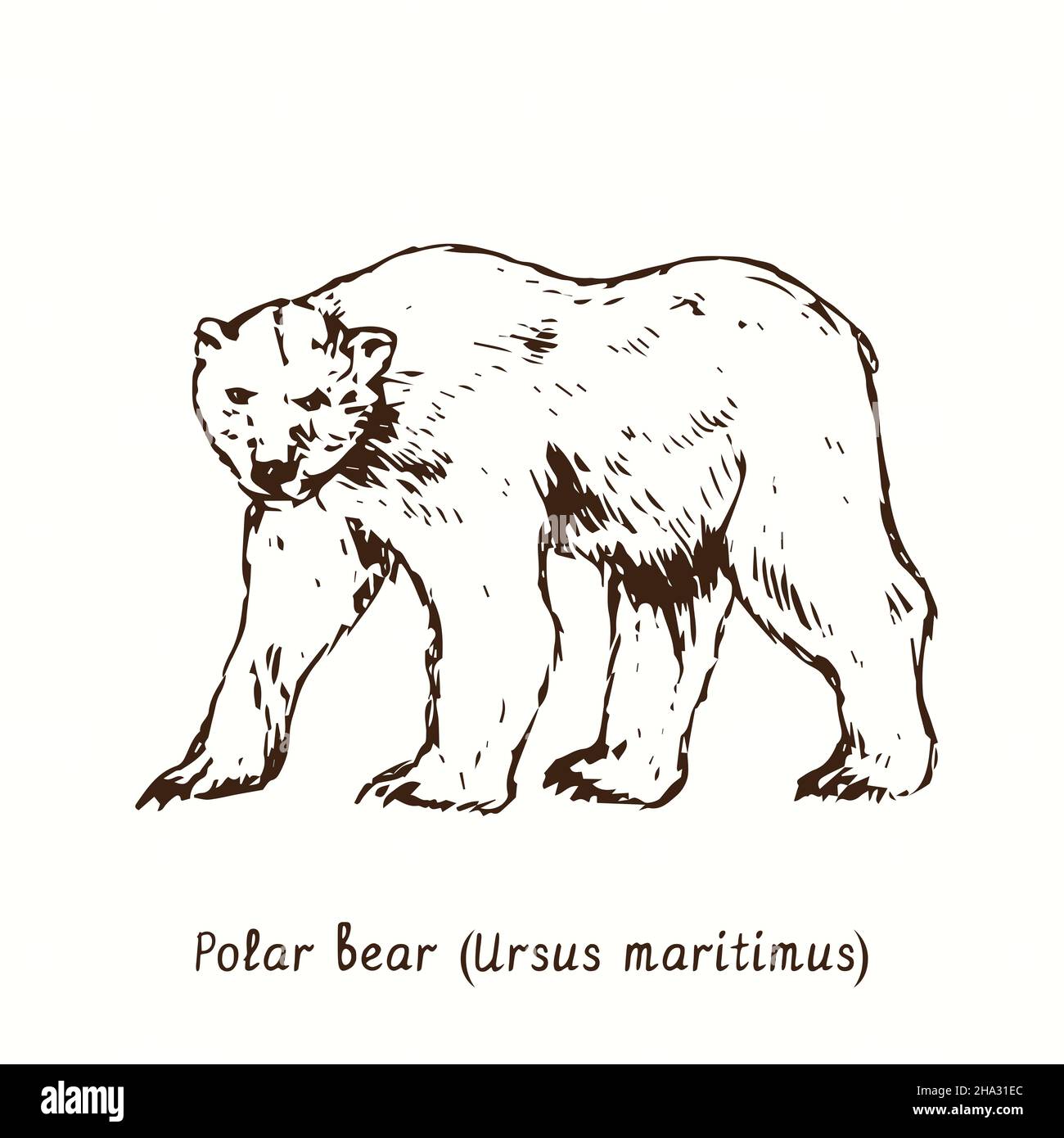 Orso polare (Ursus maritimus) in piedi vista laterale. Disegno in bianco e nero in legno. Foto Stock