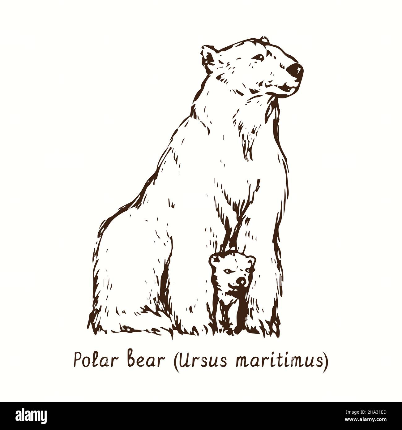 Orso polare (Ursus maritimus) orso madre con cucciolo tra le zampe anteriori. Disegno in bianco e nero in legno. Foto Stock