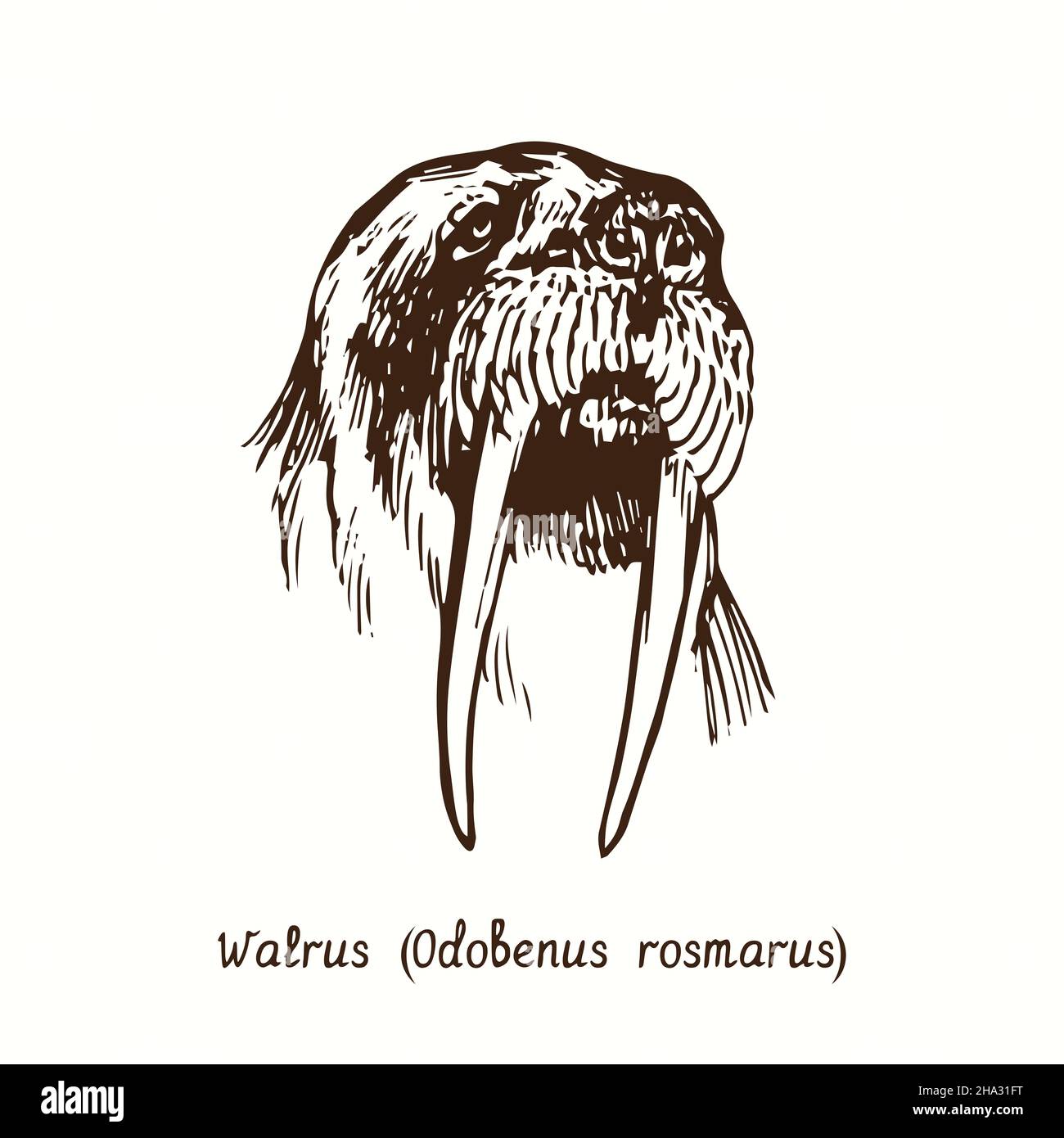 Vista frontale della testa di Walrus (Odobenus rosmarus). Disegno in bianco e nero in legno. Foto Stock
