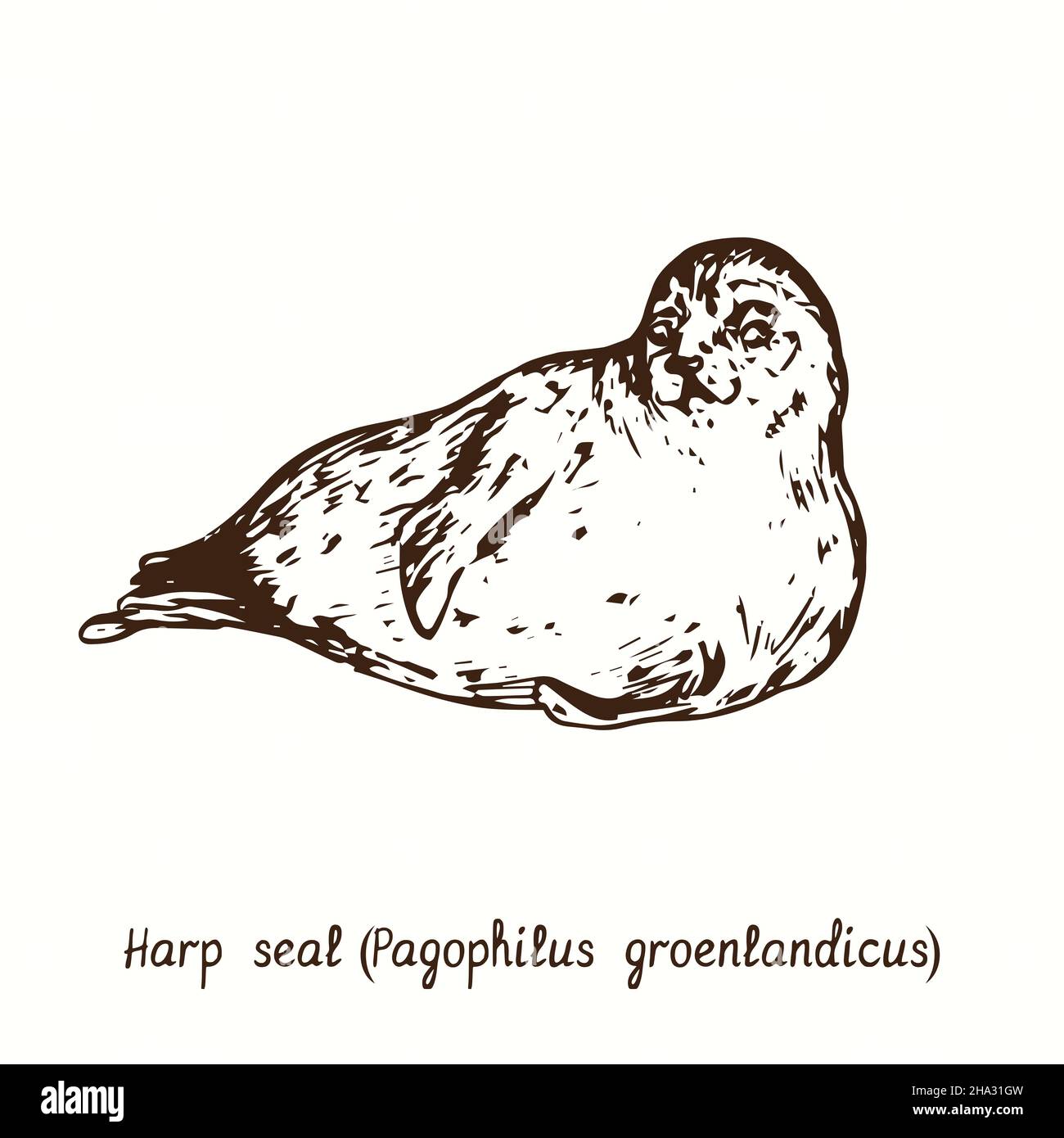 Guarnizione dell'arpa (Pagophilus groenlandicus). Disegno a inchiostro Foto Stock