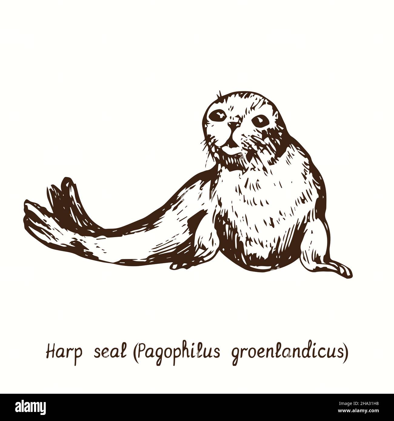 Guarnizione dell'arpa (Pagophilus groenlandicus). Disegno a inchiostro Foto Stock