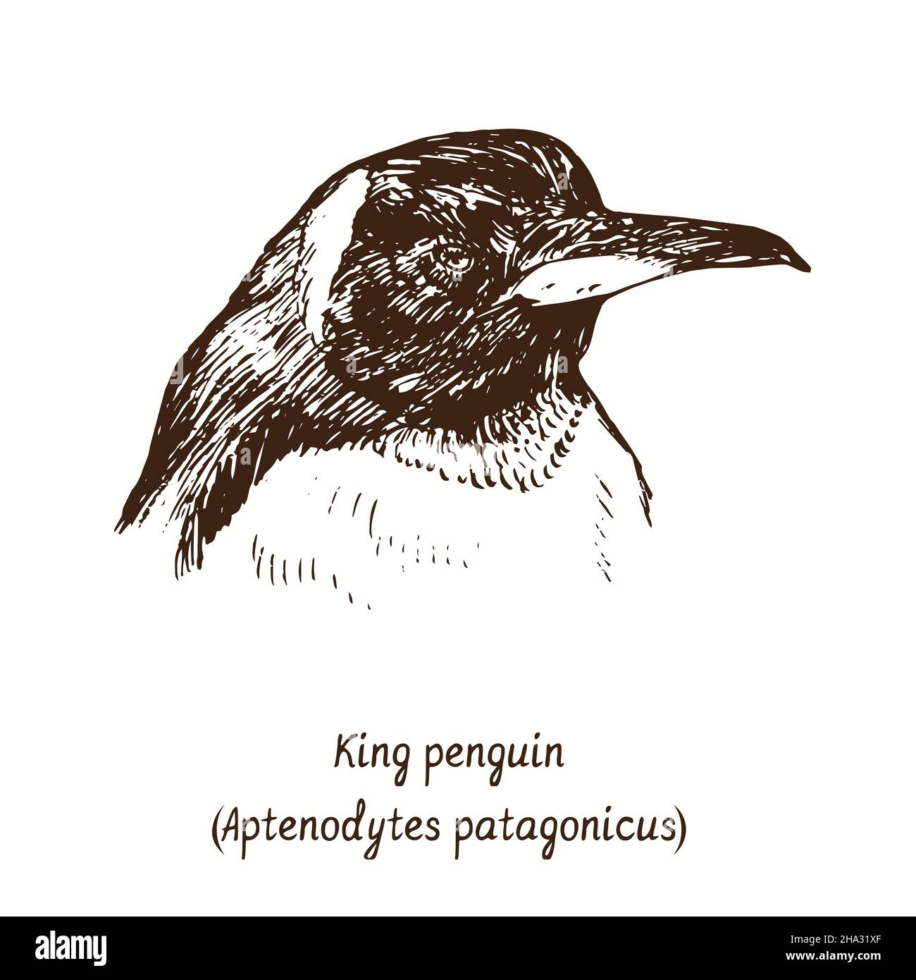Pinguino re (Appenodytes patagonicus) testa ritratto vista laterale. Disegno in bianco e nero in legno. Foto Stock