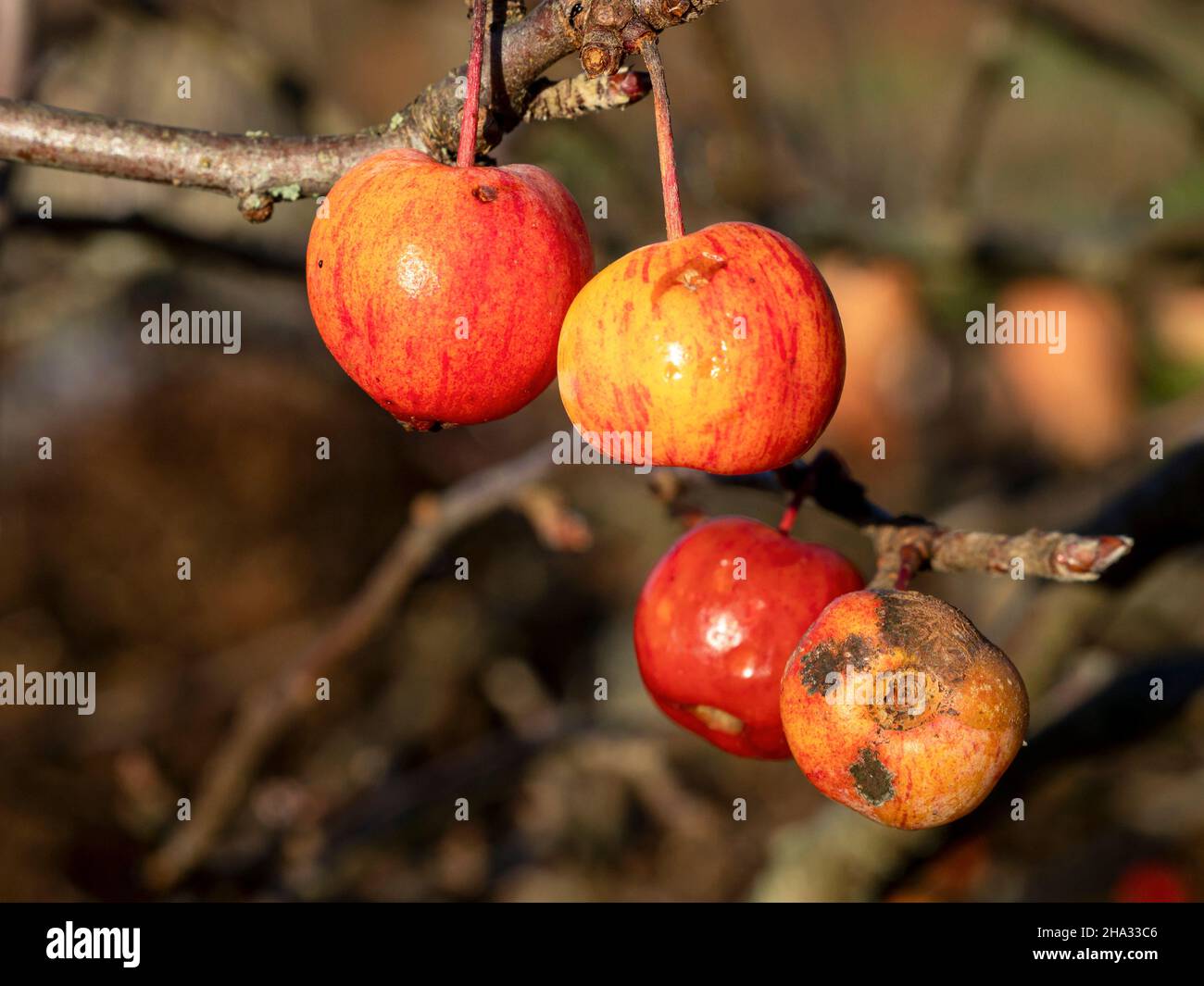 Mele a granchio rosse e gialle su un albero in inverno Foto Stock