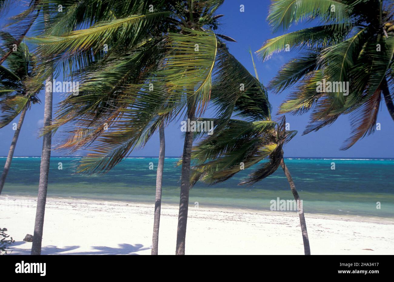 Palmtree sulla spiaggia con il paesaggio sulla costa orientale al villaggio di Bwejuu sull'isola di Zanzibar in Tanzania. Tanzania, Zanzibar, Bweju Foto Stock