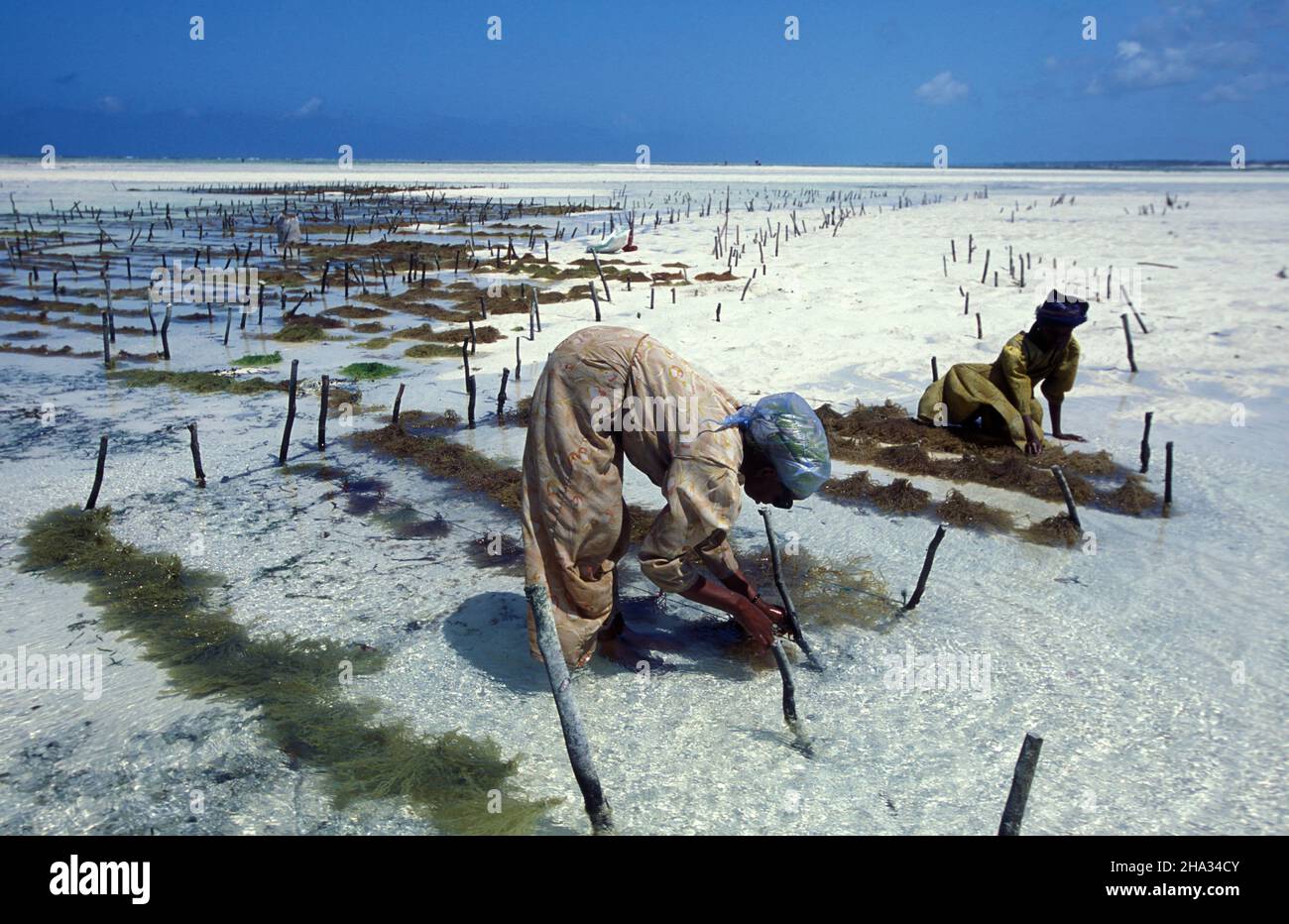 Le donne stanno lavorando alla piantagione di alghe nella costa orientale del villaggio di Bwejuu sull'isola di Zanzibar in Tanzania. Tanzania, Zanzibar, BWE Foto Stock