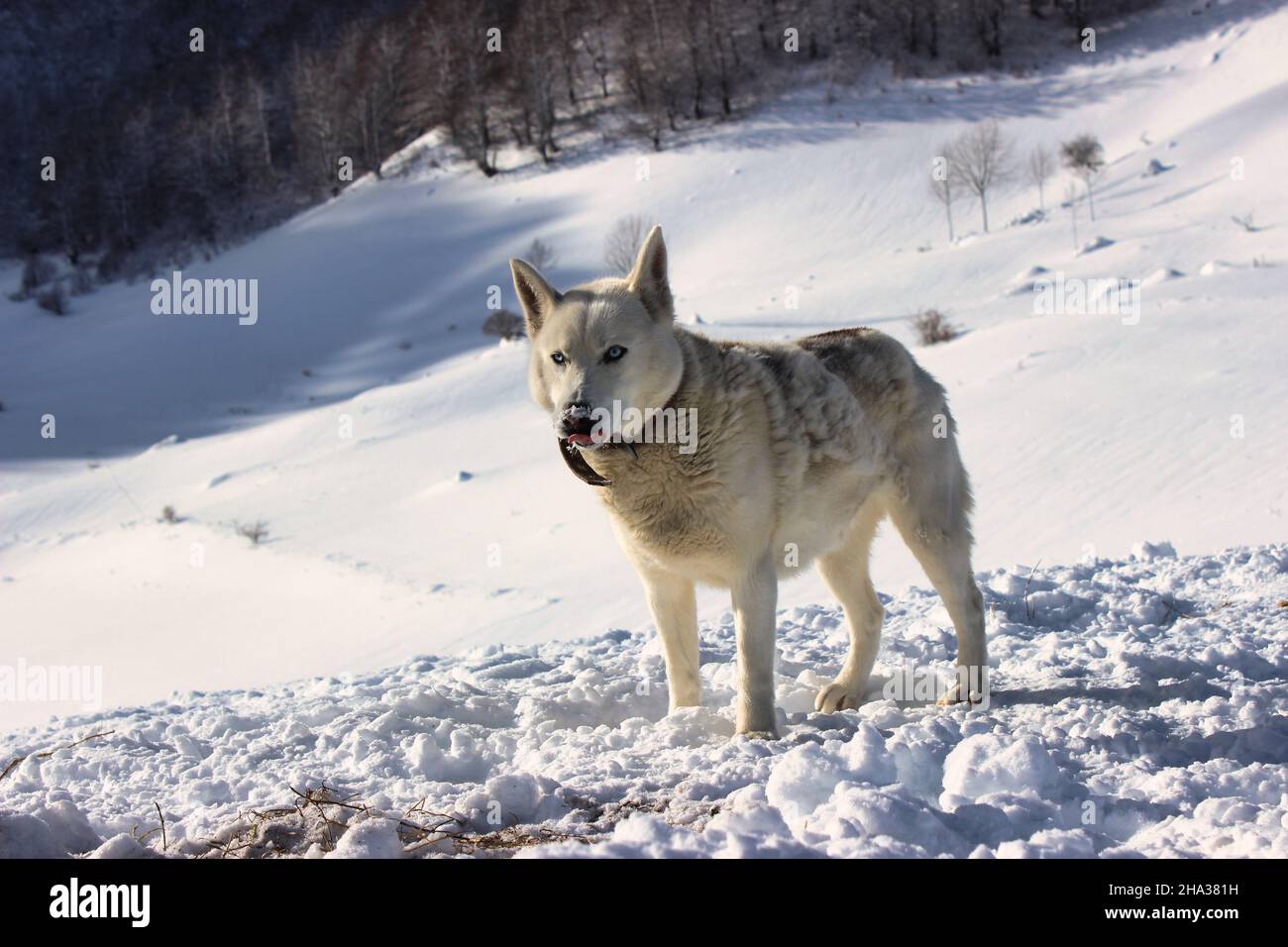 Saarloos wolfdog in un prato nevoso Foto Stock