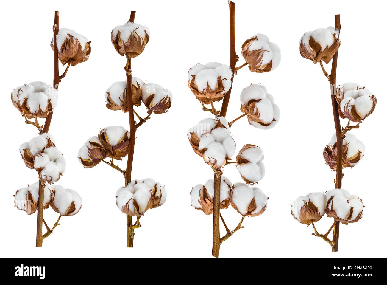 Fiore di piante di cotone isolato su sfondo bianco con profondità di campo piena, collezione Setor Foto Stock