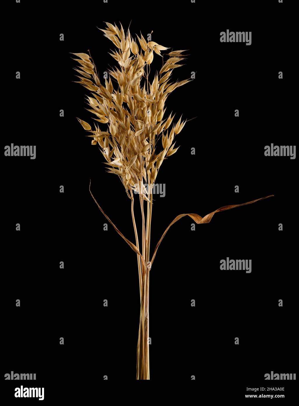 Orecchie di avena secca cruda matura isolate su sfondo nero Foto Stock
