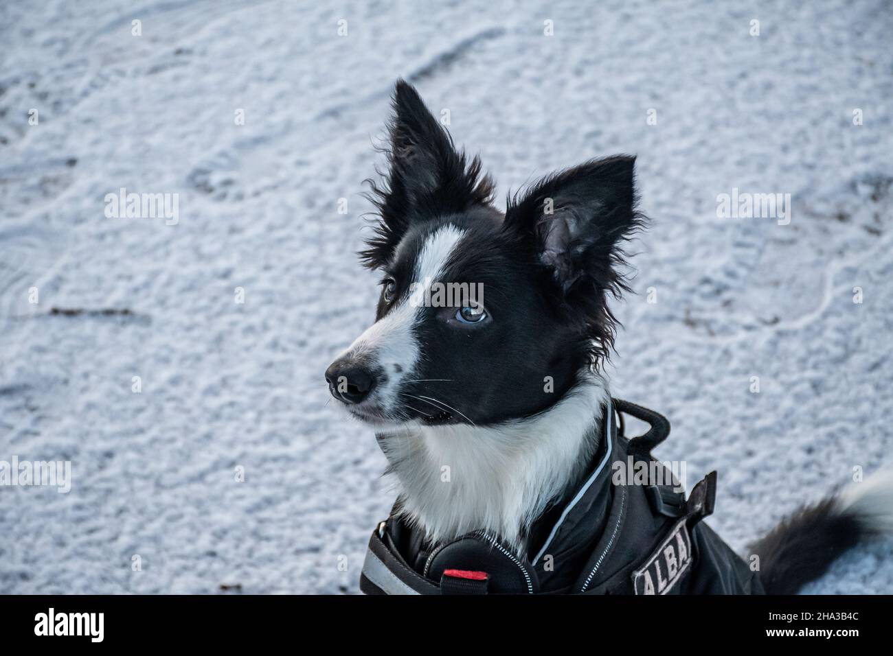 Un simpatico cucciolo di collie di bordo giovane siede pazientemente ed osserva attentamente mentre addestrano all'aperto nella neve durante l'inverno. Foto Stock