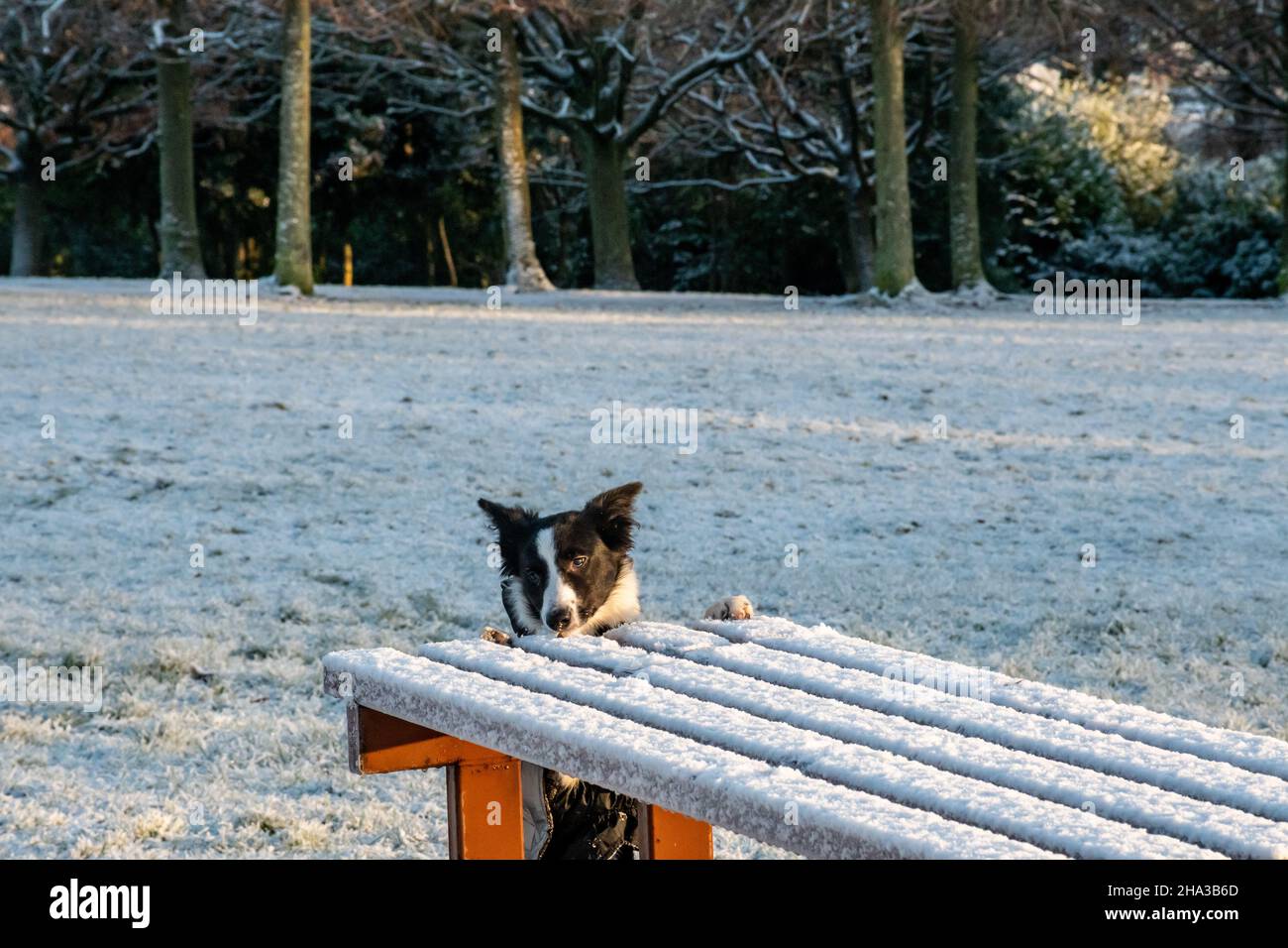 Un carino giovane cucciolo di collie di confine raggiunge per il cibo su un tavolo da picnic coperto di neve in un parco durante l'inverno. Foto Stock