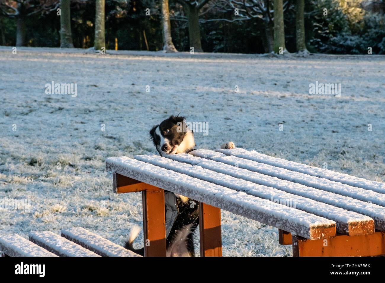 Un carino giovane cucciolo di collie di confine raggiunge per il cibo su un tavolo da picnic coperto di neve in un parco durante l'inverno. Foto Stock