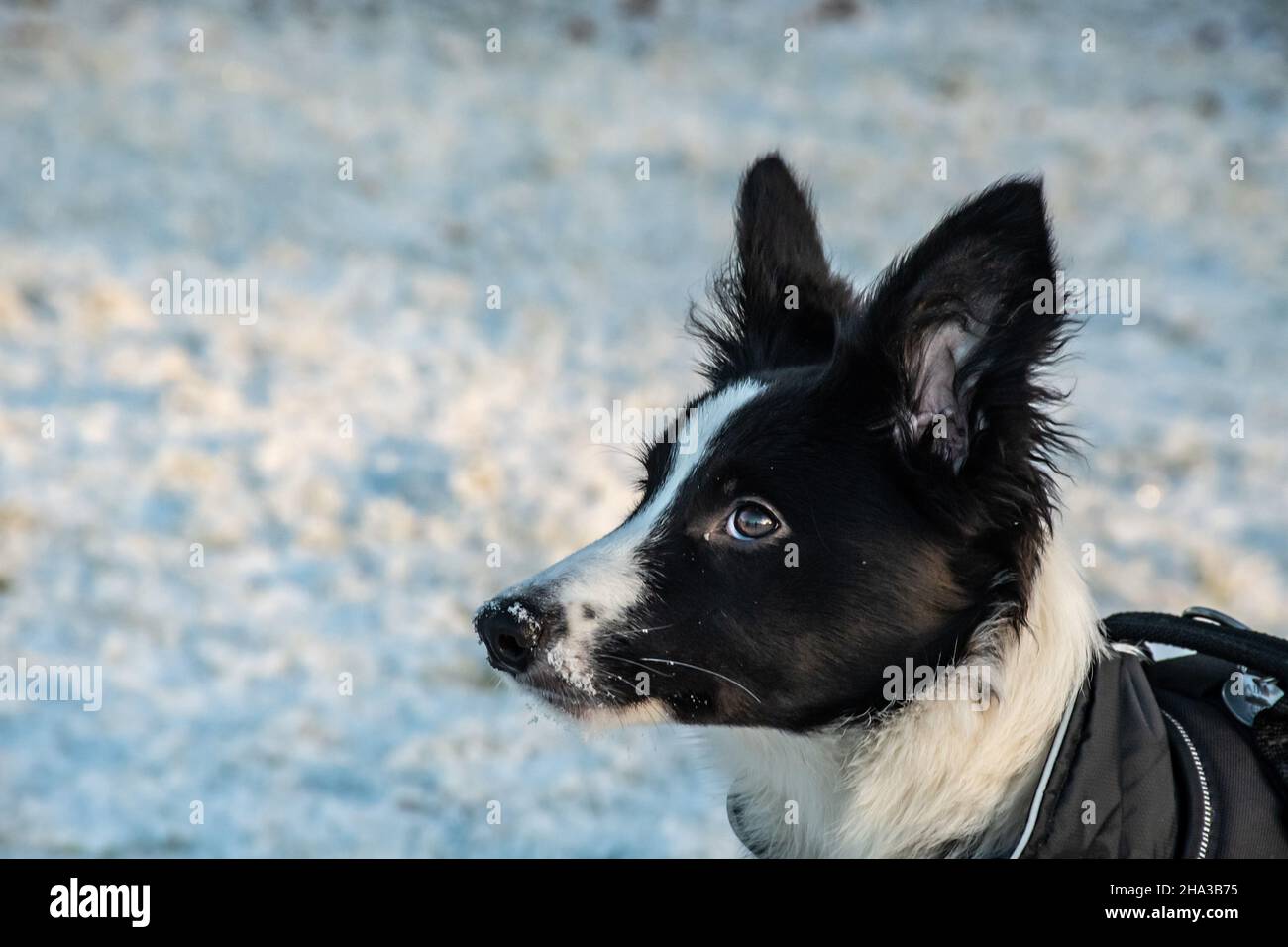 Un primo piano di un simpatico cucciolo di collie di confine con neve sul naso mentre fuori nel parco durante l'inverno. Foto Stock