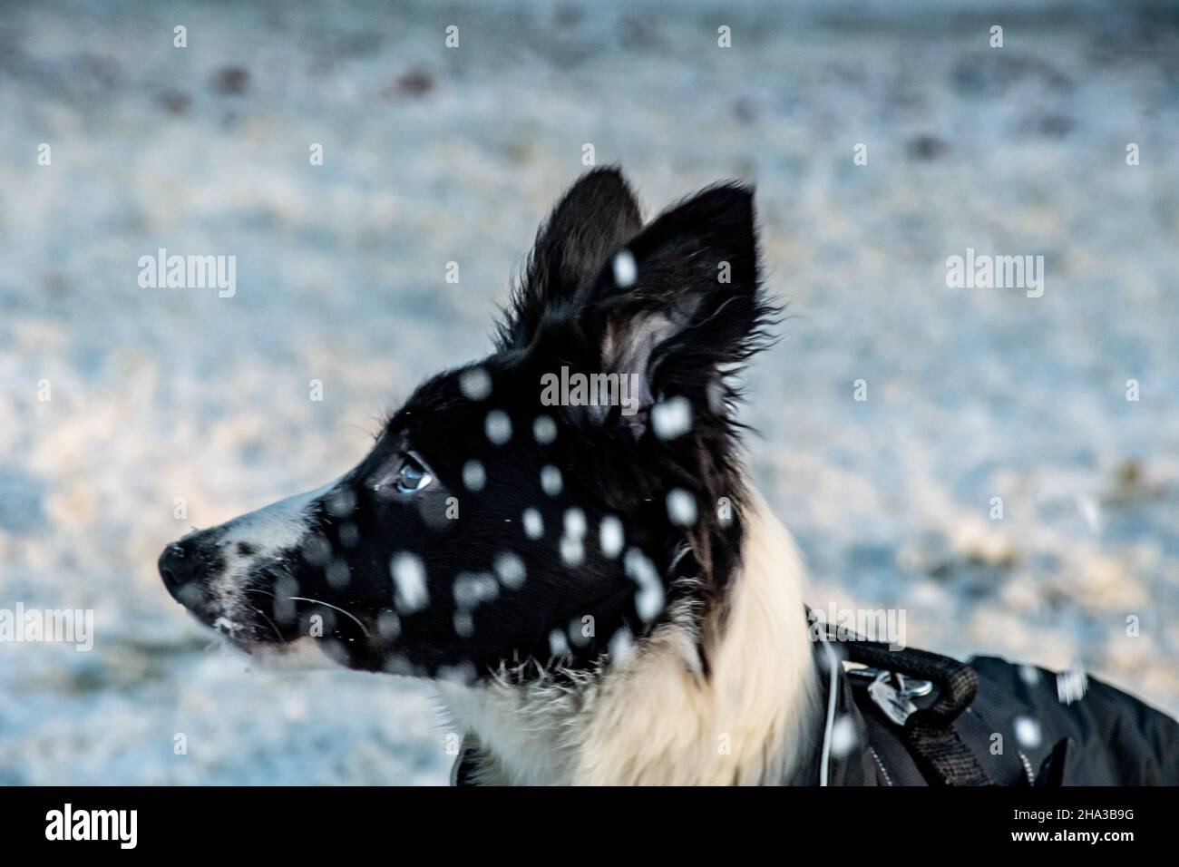Una vista laterale del giovane cucciolo di collie di confine all'aperto con la neve caduta di fronte al suo volto Foto Stock