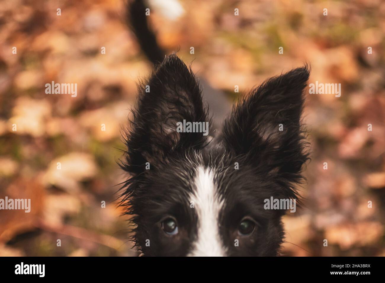 Le grandi orecchie di un giovane cucciolo bianco e nero bordo collie mentre giocano all'esterno durante l'autunno. Foto Stock
