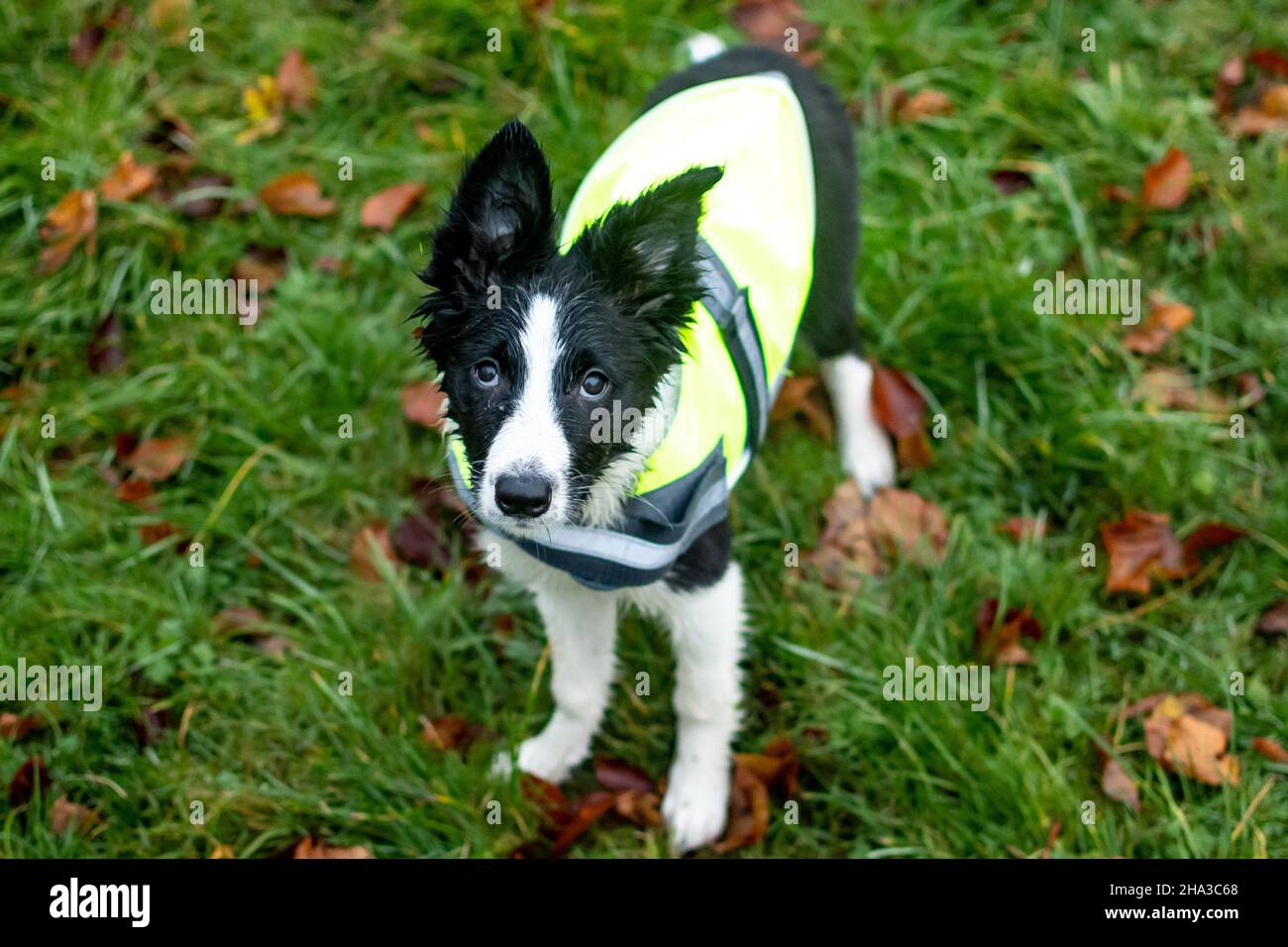 Un cucciolo molto carino e bagnato di collie bordo giovane guarda dritto la macchina fotografica mentre fuori giocando nel parco. Foto Stock