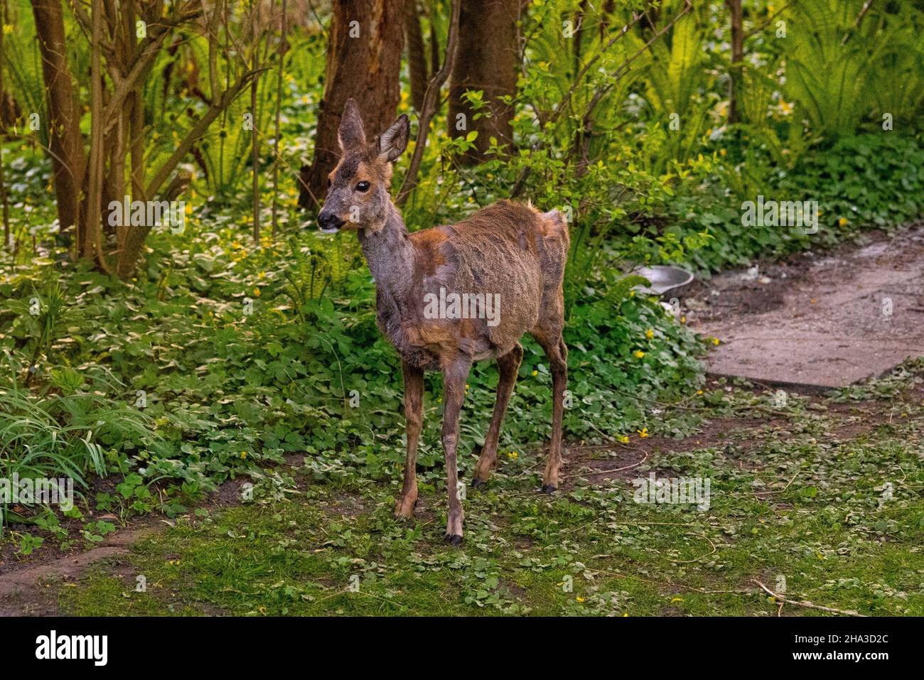 Un cervo che esplora un Giardino Urbano Foto Stock