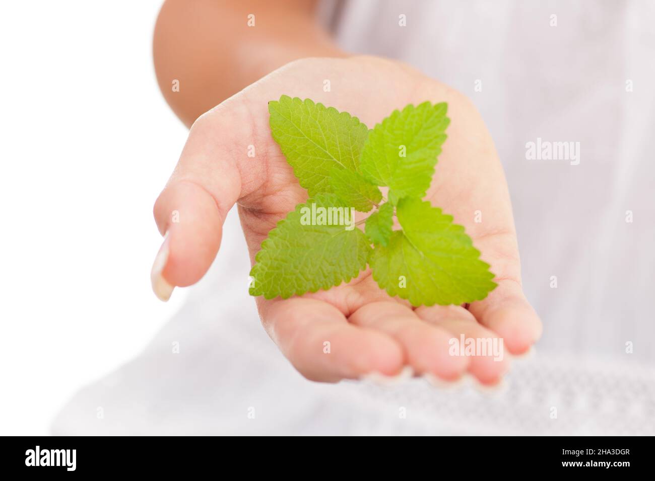 mano, cura, palmo, forma, borsa donna, bello, balsamo, dita, giovane, tenero, donna, unghie, bianco, morbido, da solo, dettaglio, benessere, parte superiore del corpo, dolcemente Foto Stock