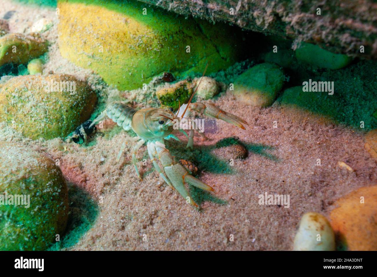 Gamberi di Northern Clearwater, Orconectes propinquus nel lago superiore Foto Stock